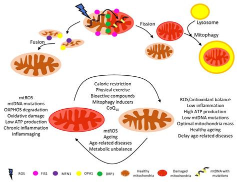 Ijms Free Full Text Role Of The Mtdna Mutations And Mitophagy In