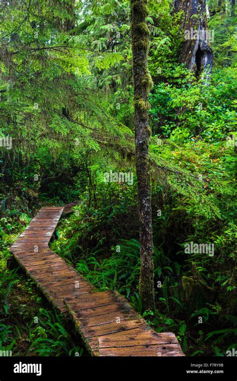 Rainforest, Rainforest Trail Pacific Rim Nationalpark, Vancouver Island ...