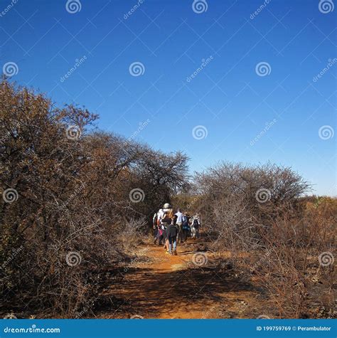 HIKERS on a HIKING TRAIL FLANKED by DRY VEGETATION Editorial Stock