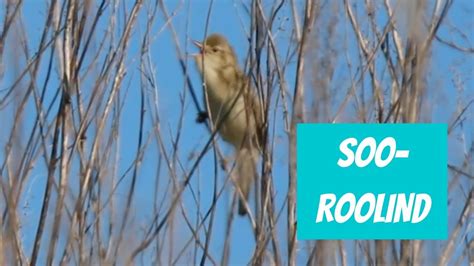 soo roolind acrocephalus palustris marsh warbler eesti elurikkus