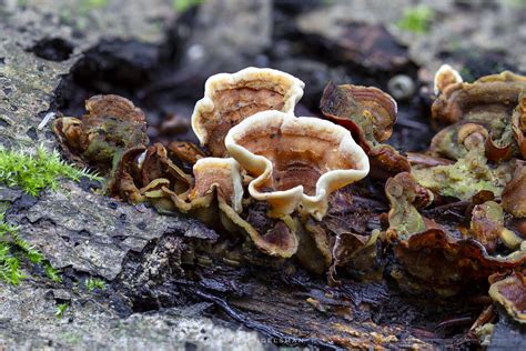 Stereum Subtomentosum Location Staelduinse Bos Near Maasd Flickr