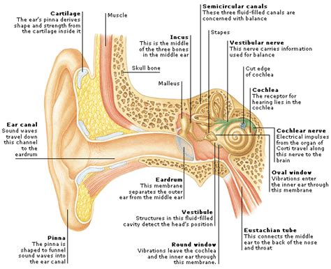 Medical Encyclopedia Structure Components Of The Ear Aviva