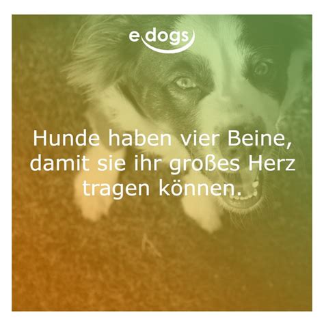 50 Beste Hundesprüche And Weisheiten Edogsde Magazin