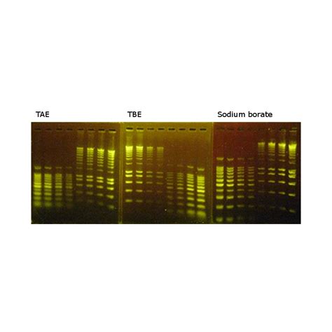 Dna Gel Loading Buffer Recipe Deporecipe Co