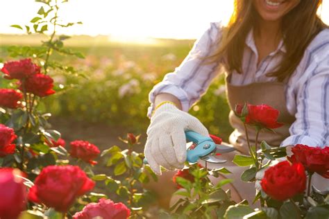 Comment R Ussir La Taille De Vos Rosiers En Ce Mois De Mai Techniques