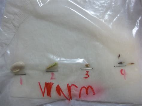 Seed germination experiment | Piwi Kids