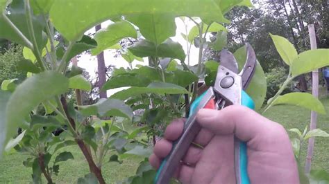 Pruning A 3 Year Apple Tree Youtube