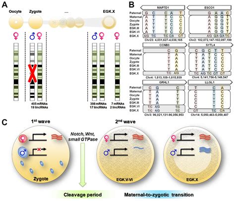 Zygotic Gene Activation In The Chicken Occurs In Two Waves The First