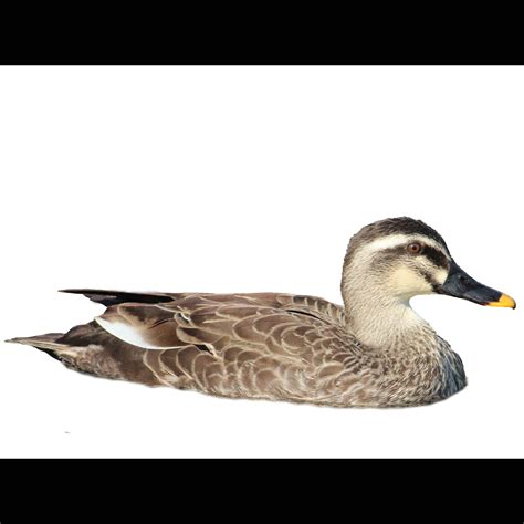 Eastern Spot-billed Duck (Anas zonorhyncha) identification - Birda