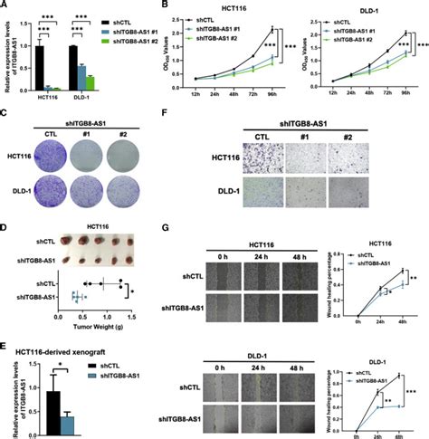 Lncrna Itgb As Functions As A Cerna To Promote Colorectal Cancer