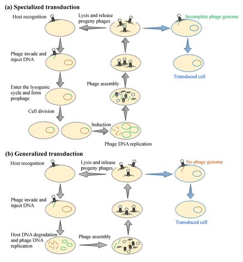 Phage Mediated Horizontal Gene Transfer Mechanisms A After The