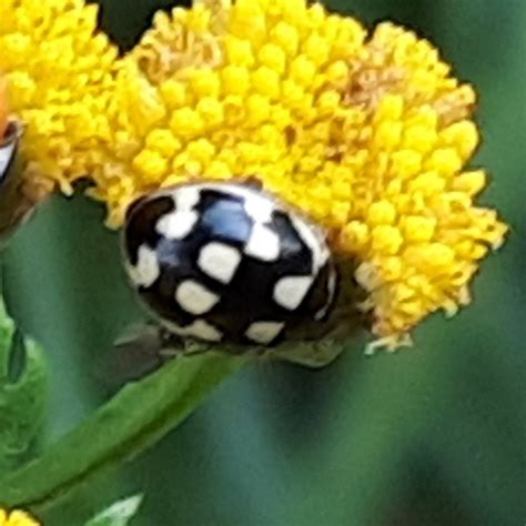 Photo Spot Ladybird Propylea Quatuordecimpunctata Observation Org