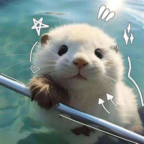 explore  cute animal pfp   melt  heart