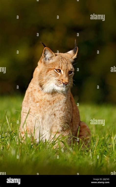 Wild cat Lynx in the nature meadow habitat. Eurasian Lynx in the field ...