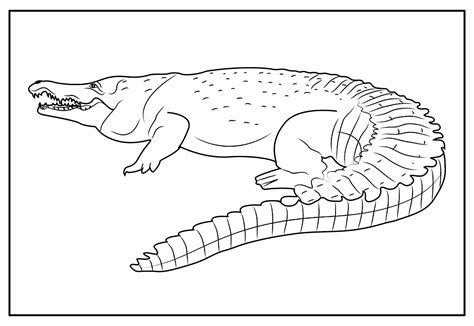 Desenhos De Crocodilo Para Colorir Bora Colorir