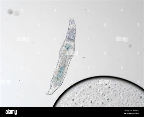 Rotíferos De Agua Dulce Fotografías E Imágenes De Alta Resolución Alamy