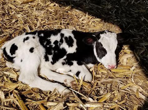 Practices — Briar Rose Farms