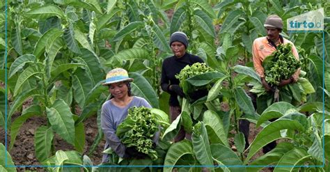 Tembakau Ganjar Janji Gencarkan Riset Hilirisasi Tembakau Di Klaten