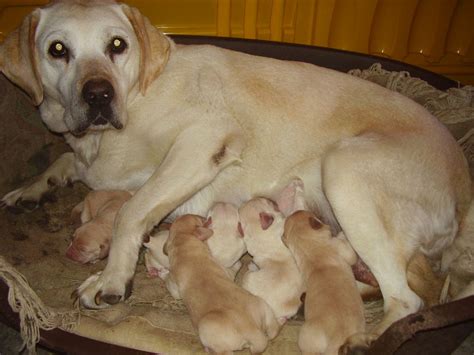 Labrador A Donner Chien Bonheur