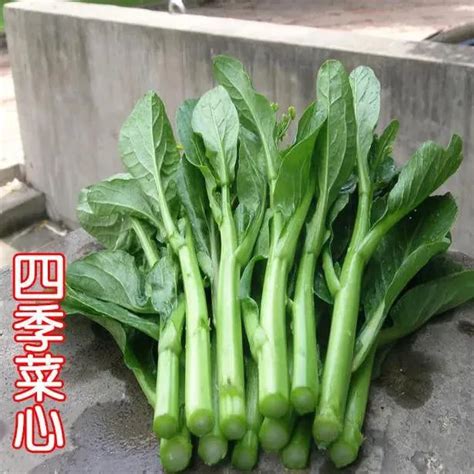 Biji Benih Sawi Manis (50Seeds) /甜菜心种子 / Sweet Choy Sum Seeds | Lazada