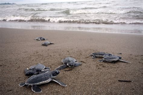 Descubre Cómo Se Reproducen Las Tortugas ¡te Contamos El Proceso