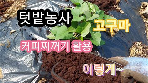 텃밭농사 고구마 커피찌꺼기 활용 이렇게 했습니다 Youtube