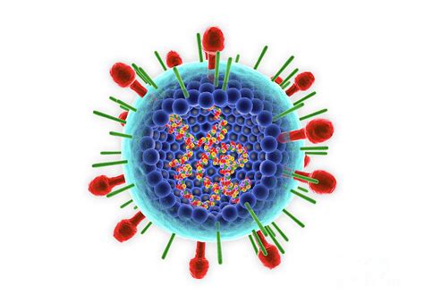 Human Respiratory Syncytial Virus Photograph By Roger Harrisscience