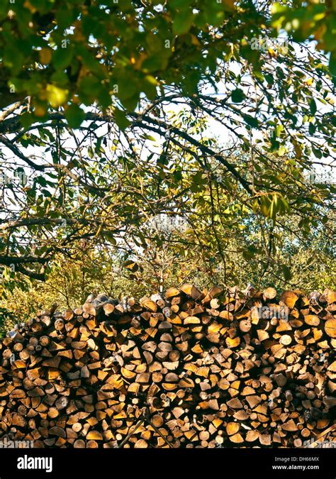 Large Stack Of Cut And Split Oak Logs For Firewood France Stock Photo