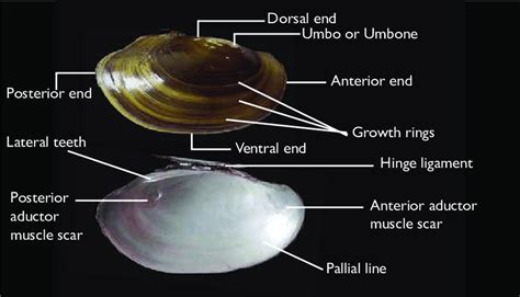 Bivalve Shell Terminology Download Scientific Diagram