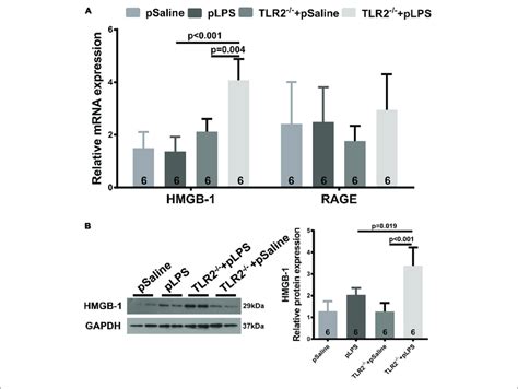 Upregulated Hmgb 1 Expression In Tlr2 Deficient Offspring With