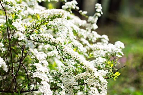 Hecke mit weißen Blüten Beliebte Sorten Tipps