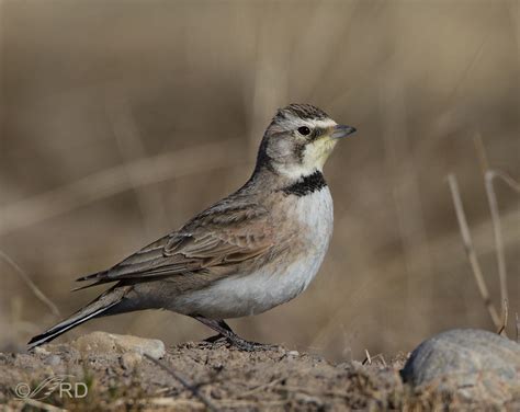 Horned Larks Blowin In The Wind Feathered Photography