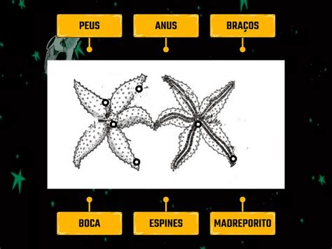 Senyalem Parts Del Cos Diagrama Con Etiquetas