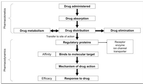 Pharmacokinetics Ebook Diagram Quizlet