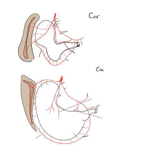 stomach blood supply Diagram | Quizlet