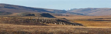 Herd of Arctic reindeer stock image. Image of north, antlers - 44175737