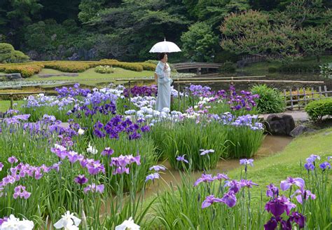 In A Japanese Garden Youre Never Under The Weather The Japan Times