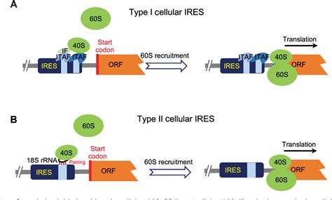 Figure 2 From Ires Mediated Cap Independent Translation A Path Leading To Hidden Proteome