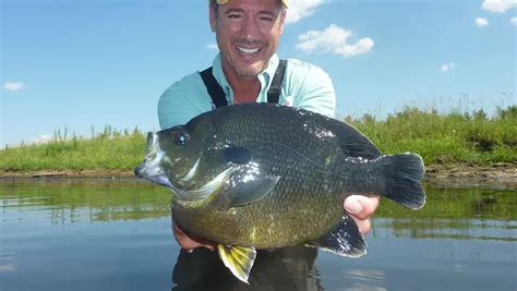 How To Catch Big Bluegill Tips For 2024 Outdoorsity