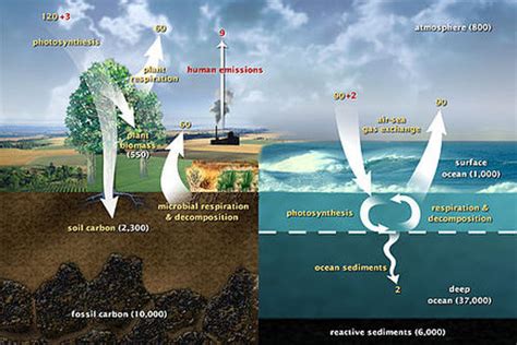 Carbon Oxygen Cycle - Photosynthesis Project