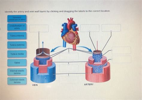 Solved Identify the artery and vein wall layers by clicking | Chegg.com