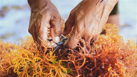 Why Kelp Makes Such A Great Meat Substitute