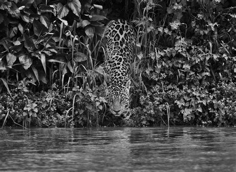 Sebastião Salgado Jaguar Tagoarira River Econtro das Aquas National