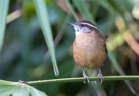 Carolina Wren