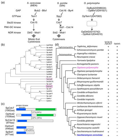 Cells Free Full Text Sin Like Pathway Kinases Regulate The End Of