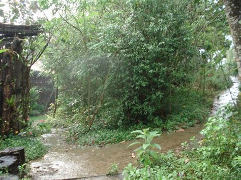 Flora Da Serra Ra Zes Da Mantiqueira Domingo De Chuva E Das M Es