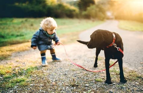 Benef Cios Da Conviv Ncia De Crian A Cachorro E Intera Es Que