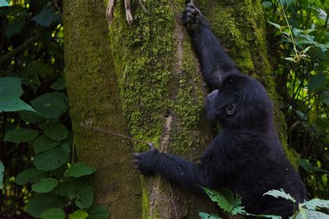 Tripadvisor T Giges Gorilla Trekking Erlebnis Ber Kigali Zur