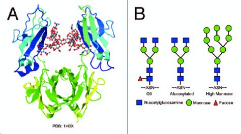 (A) Crystal structure of the Fc region of an IgG1 antibody with glycan ...