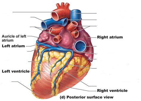 Cardiac Arteries & Veins (Posterior) Diagram | Quizlet